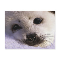 S.O.S. SAVE OUR HARP SEALS Postcards
