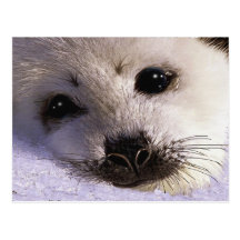S.O.S. SAVE OUR HARP SEALS Postcards