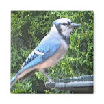 SA- Blue jay magnet