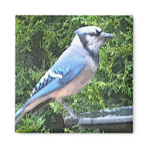 SA- Blue jay magnet