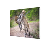 Sabi Sands Conservancy, Mpumalanga Province, 2 Gallery Wrap Canvas