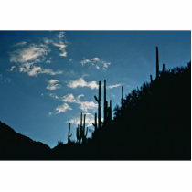 Sabino Canyon, Arizona Cut Out