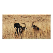 Sable antelopes resting photo cards