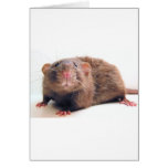 Sable Burmalicious Greeting Card