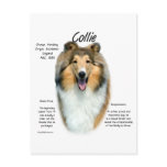 Sable Rough Collie Meet the Breed postcards