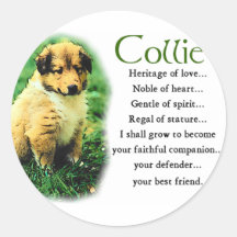 Sable Rough Collie Puppy Gifts Round Sticker