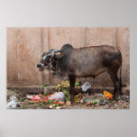 Sacred Cow in India feeding on garbage poster