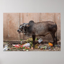Sacred Cow in India feeding on garbage poster
