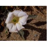 Sacred Datura Flower From Anza Borrego Desert photo sculptures
