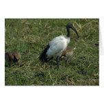 Sacred Ibis Card