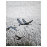 Sacred ibises in flight flyers