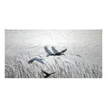 Sacred ibises in flight photo cards
