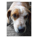 Sad Beagle Mix Greeting Card