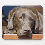 Sad Chocolate Lab