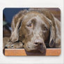 Sad Chocolate Lab