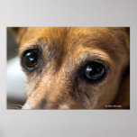 Sad Eyes posters