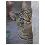Sad Kitty (bengal cat) flyers