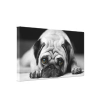 Sad Pug Canvas Prints