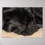 Sad Pug Poster