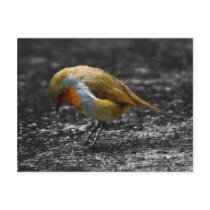 sad robin postcards