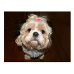 sad shih tzu post cards