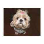 sad shih tzu postcards