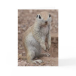 Sad Squirrel Greeting Card