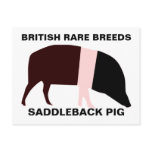 Saddleback Pig Customizable Postcard