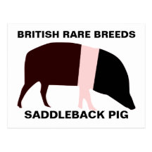 Saddleback Pig Customizable Postcard
