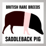 Saddleback Pig Poster posters