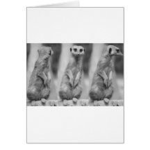 Safari Cute African Classy Suricate Meerkat Greeting Cards