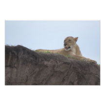 Safari Dreams 3 Photo