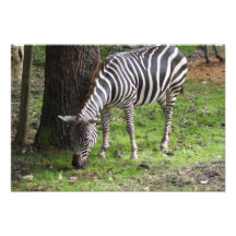 Safari Dreams 4 Photo Print