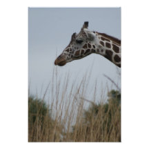 Safari Dreams 7 Photograph