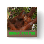 Safe in Mummy's Orangutan Lap