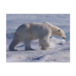 Safe the Polar bears! Postcards