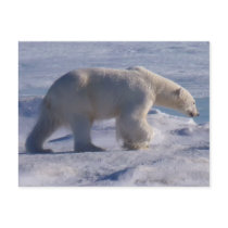Safe the Polar bears! Postcards