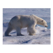 Safe the Polar bears! Postcards