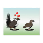 Sage Grouse Love postcards