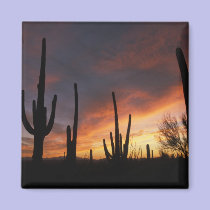 saguaro cacti, Carnegiea gigantea, after magnets