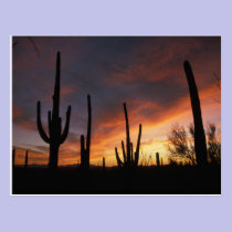 saguaro cacti, Carnegiea gigantea, after postcards