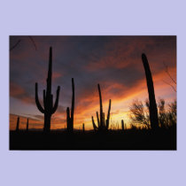 saguaro cacti, Carnegiea gigantea, after posters