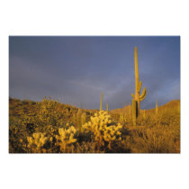 saguaro cacti, Carnegiea gigantea, and teddy