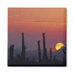 Saguaro Cactus Carnegiea gigantea), Sunset,