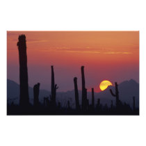 Saguaro Cactus Carnegiea gigantea), Sunset,