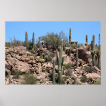 Saguaro cactus in Sonoran Desert, Arizona Poster