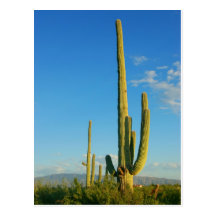 Saguaro Cactus Post Cards