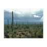Saguaro Cactus Postcard