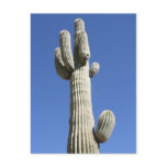 Saguaro Cactus, Scottsdale, Arizona postcards