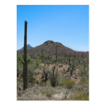 Saguaro Cactus - Sonoran Desert Postcard